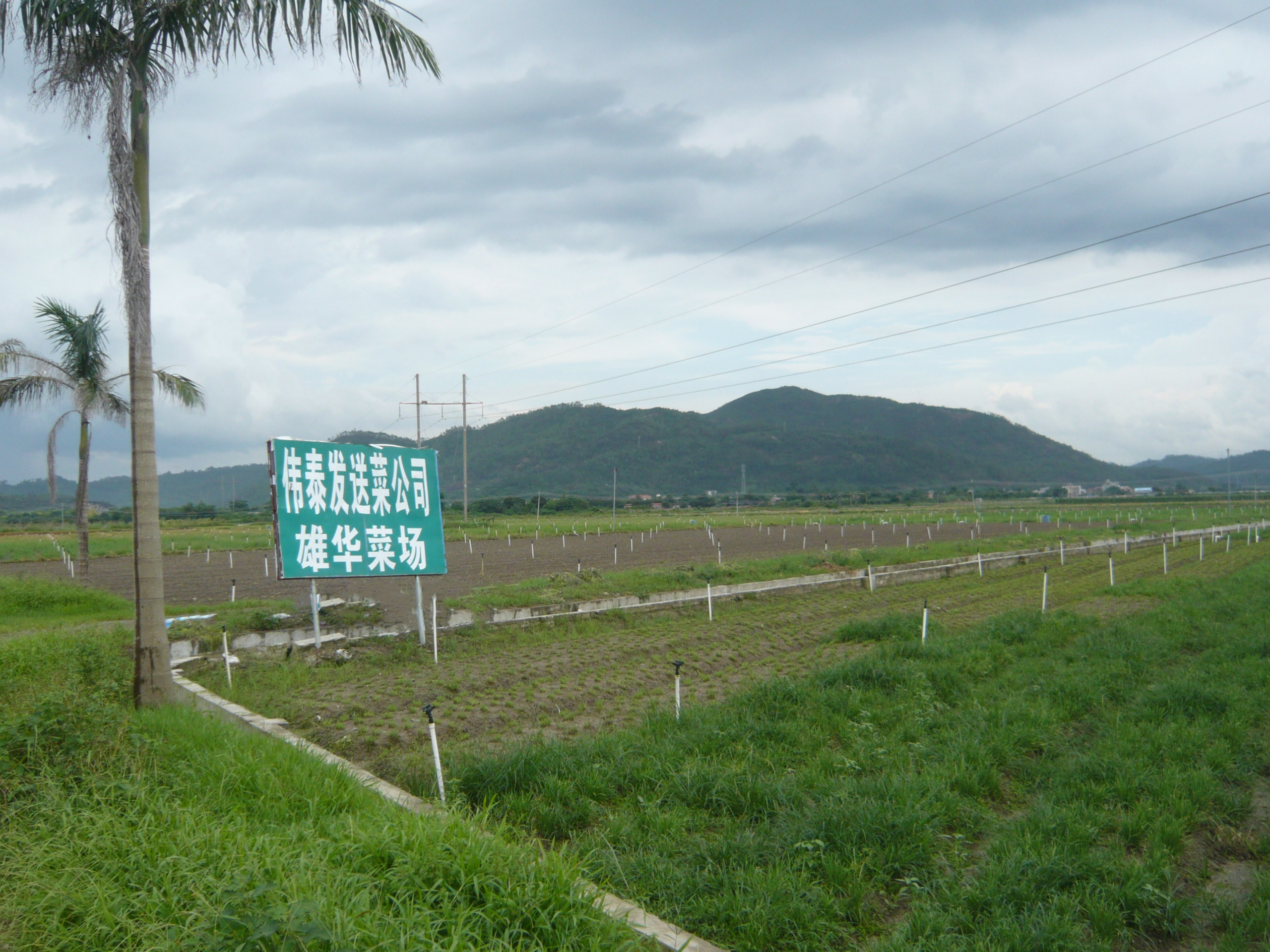 蔬菜配送公司的货源来自哪里？