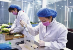 深圳送菜公司告诉你食品安全之蔬菜检测标准有哪些？