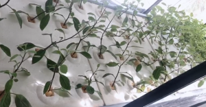 水培蔬菜会比土培蔬菜更安全吗？