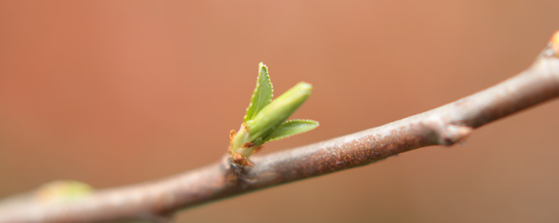 立春的含义是什么意思