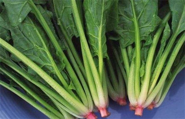 东莞蔬菜配送公司教你菠菜如何挑选新鲜